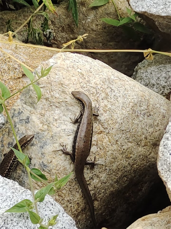 8055ad31adbb45a58ae6221cdd701576.jpg mmexport1688476370350.jpg